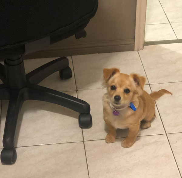 Ellie office dog 03